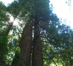 Muir Woods