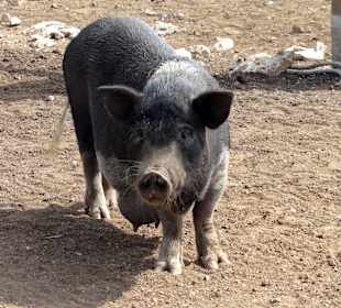Impressionen von der Straußenfarm