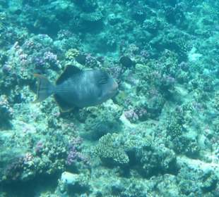 Gelbsaum-Drückerfisch