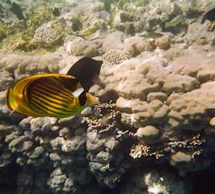 Fische am Ras Mohammed