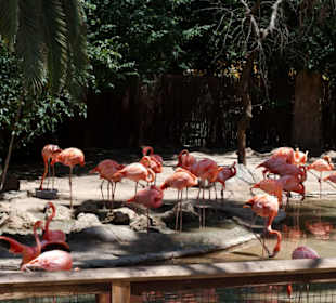 Fresno Chaffee Zoo