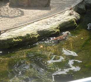 Tierpark Hagenbeck