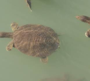 Strandpromenade Evrenseki