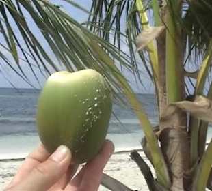 Kokosnuss auf Isla Saona