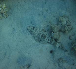 Beim Schnorcheln am Riff