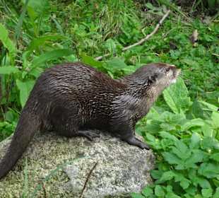 Bei den Ottern im Natureum Niederelbe