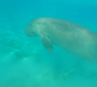 Schnorcheln Marsa Alam