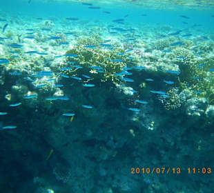 Fischschwarm