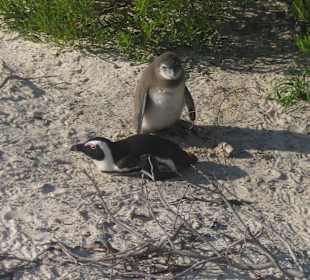 Boulders Beach