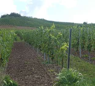 Bei einer Wanderung am Johannisberg Thüngersheim