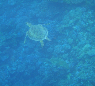 Schildkröte am Hausriff