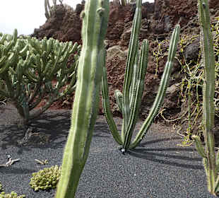 Im Garten Jardin de Cactus