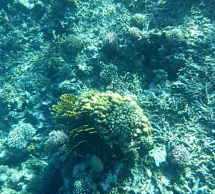 Versteckt sich da Nemo