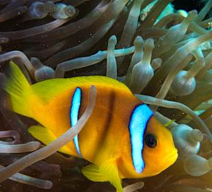 Schnorcheln Abu Dabab