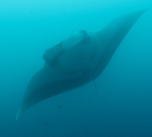 Schnorcheln Raja Ampat