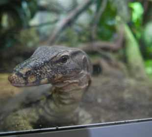 Reptilienzoo