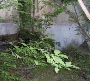 Zakład dla Nerwowo i Psychicznie Chorych Żydów Zofiówka