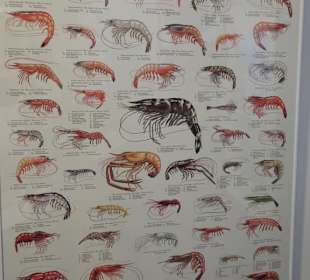 Die Welt der Garnelen im Museum