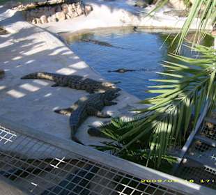 Blick auf die Krokodile