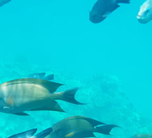 Schnorcheln Makadi Bay