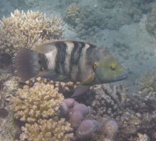 Besenschwanz-Prachtlippfisch am Hausriff