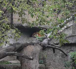 Zoo
