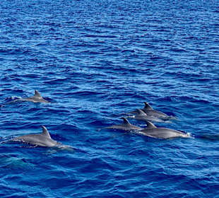 Delfin Tour Hurghada
