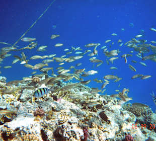 Faszinierende Unterwasserwelt