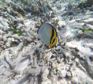 Schnorcheln Pointe aux Piments