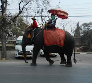 Ayutthaya Elefantenpalast