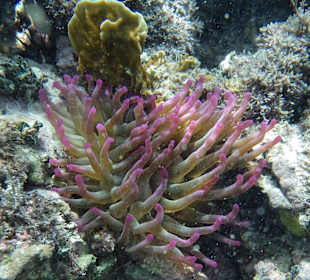 Anemone beim Schnorcheln