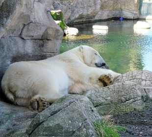 Eisbären-Gehege im Zoo am Meer