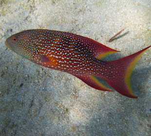 Mondflossenzackenbarsch in der Lagune...