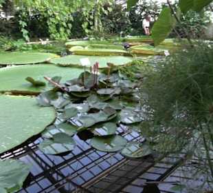 Gewächshäuser Botanischer Garten