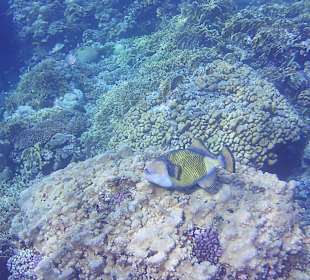 Schnorcheln Marsa Alam