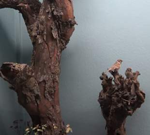 Museum für Naturkunde