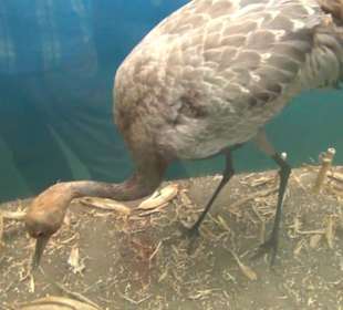 Meeresmuseum Stralsund