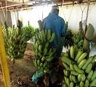 Zuschneiden der Bananen