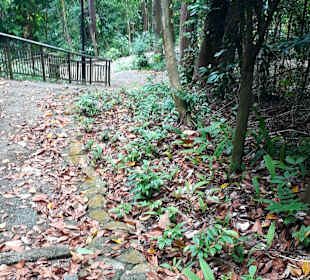 Marang Trail auf den Mount Faber