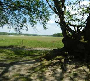 Naturschutzgebiet Boberger Niederung