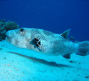 Fische beim Hauriff