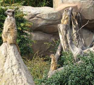 Das Highlight - die Erdmännchen