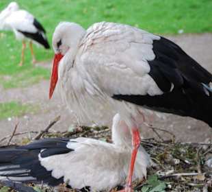 Storchenpaar aus der Nähe
