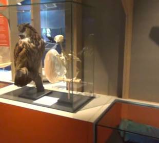 Niedersächsisches Landesmuseum