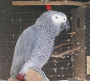 Botanischer Garten Viveiro