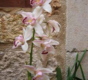 Fornalutx - Orchideen vor der Haustür
