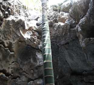 Palme sucht das Licht