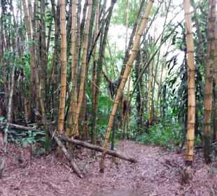 Cachoeira da Pedra Branca