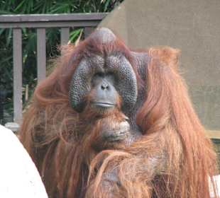 Orang-Utan 