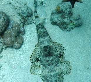 Krokodilfisch in der Bucht